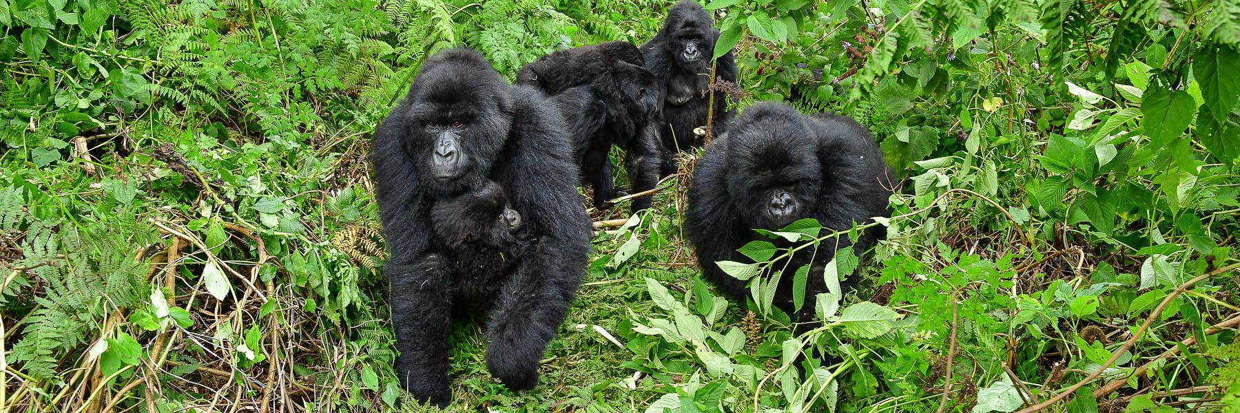 Mountain Gorilla Trekking: All you need to know