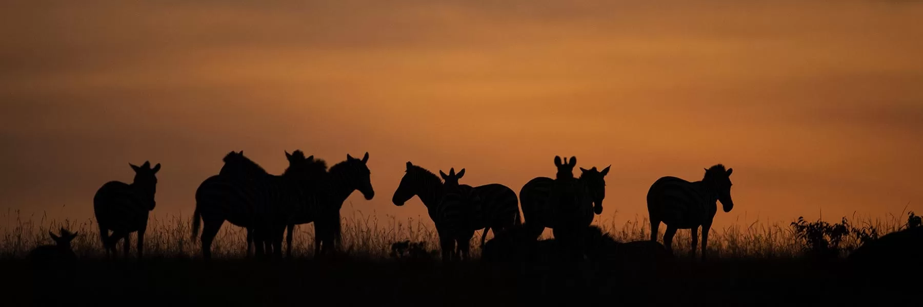 Mammals of Masai Mara