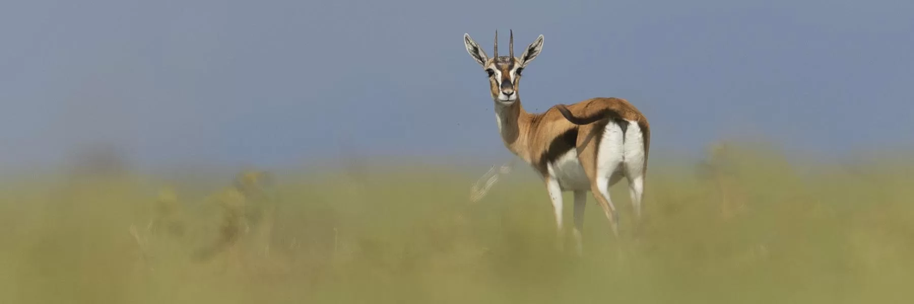 Antelopes of Africa