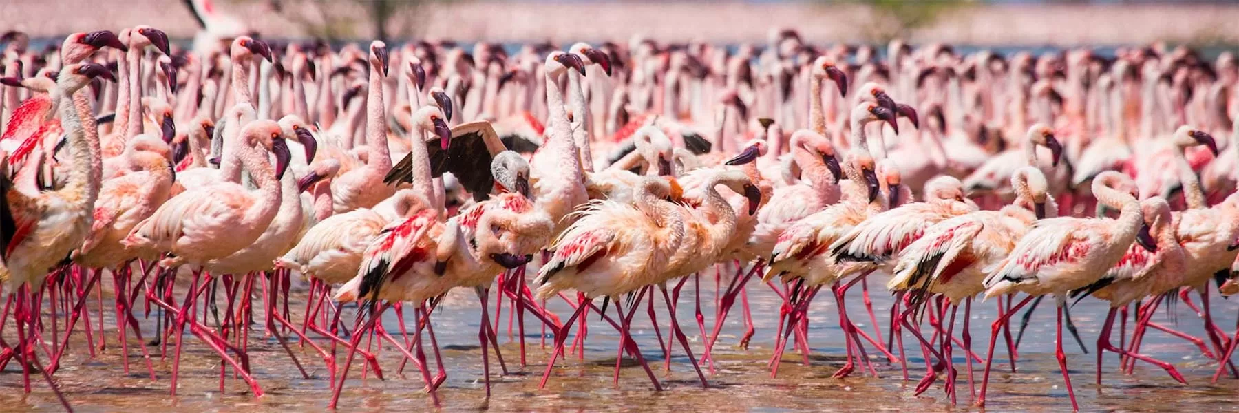 Flamingos in Lake Nakuru National Park Kenya