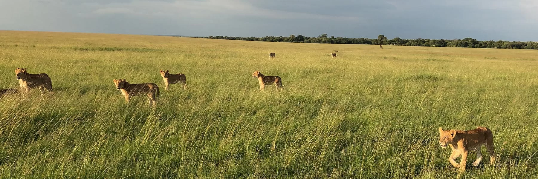 origins of african safari