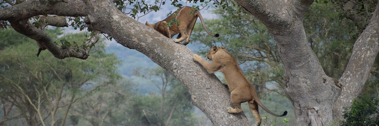 Tree-Climbing Lions