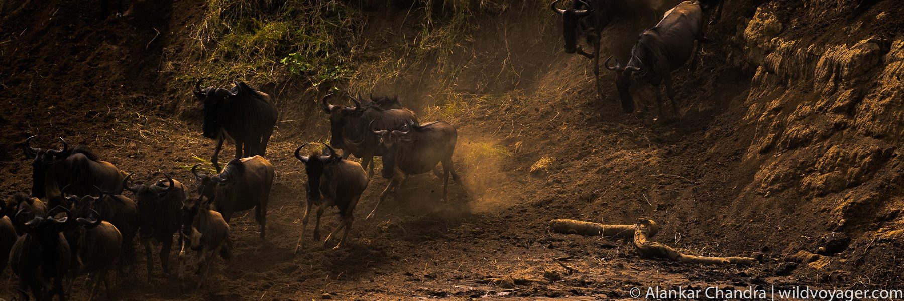 The dynamic movement of wildebeest in the midst of the Great Migration