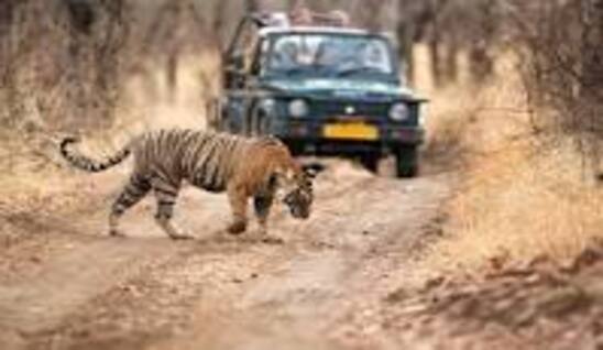 Ranthambhore