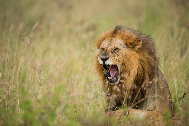 Lake nakuru safari | Nakuru birding tours | Wild Voyager