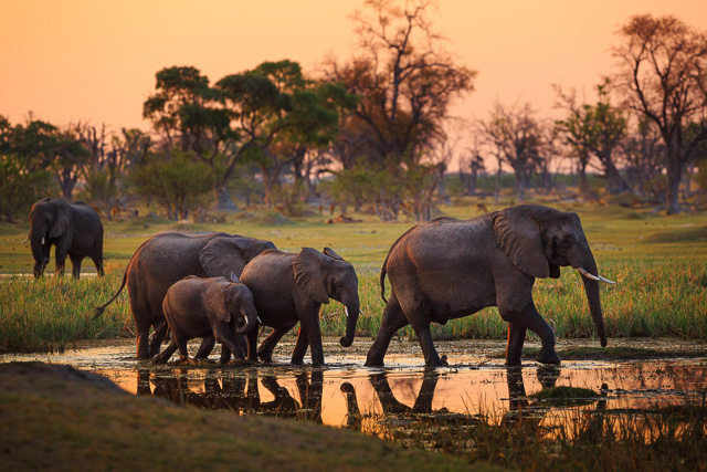 Chobe National Park Safari Chobe National Park Tours Wild Voyager