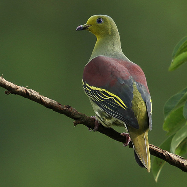 Sinharaja forest bird watching | bird watching sri lanka | Wild Voyager