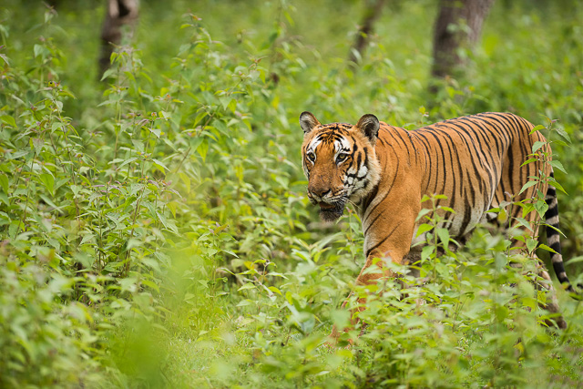 tiger roaming around Bandipur National Park Karnataka India