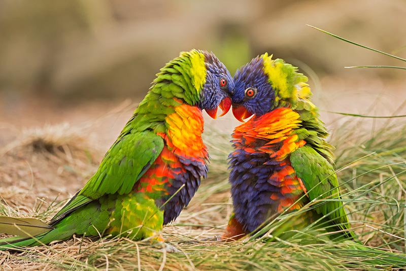 Papua New Guinea birding