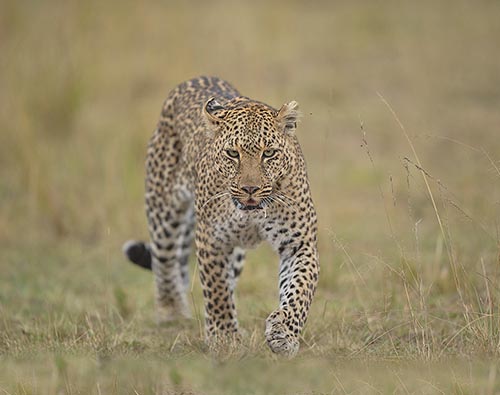 Kenya Wildlife Photography Tours