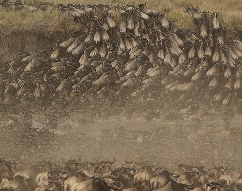 Masai Mara Migration Period