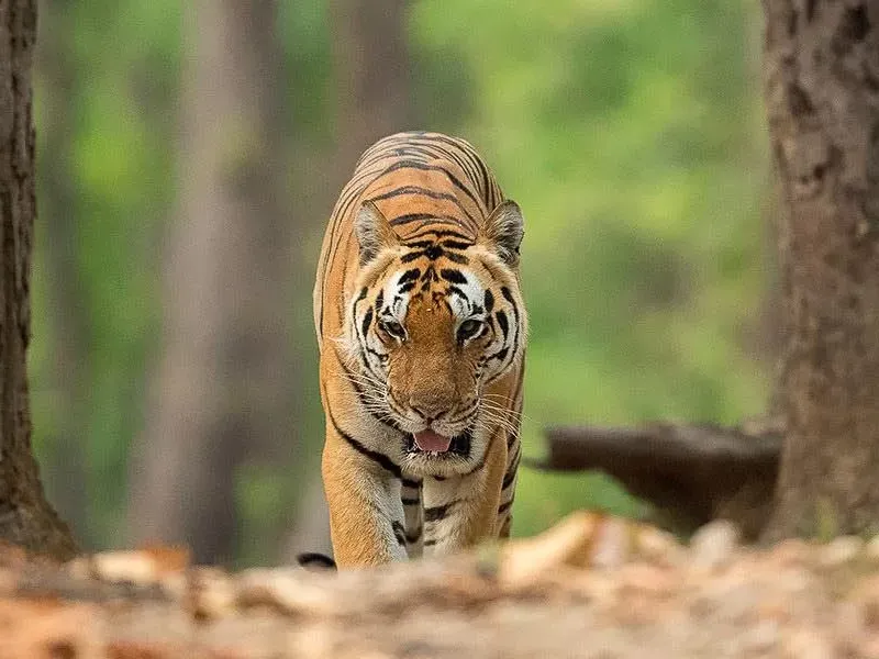 Spotting the elusive Tiger in India
