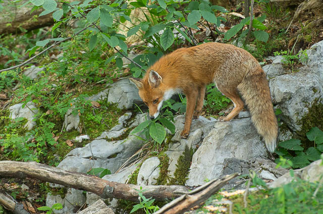Red fox in Slovenia