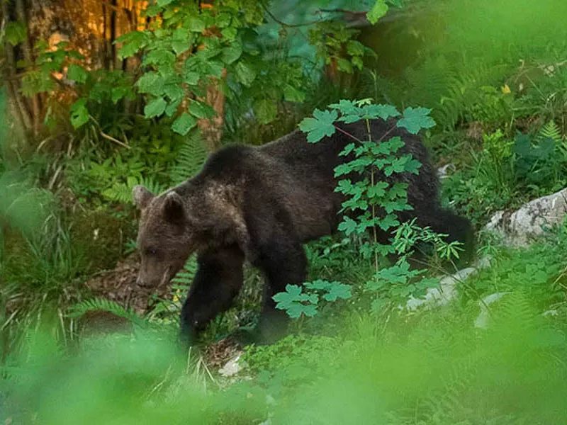 Spotting Brown bears of Slovenia