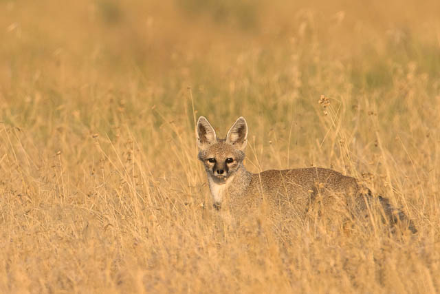 Desert fox