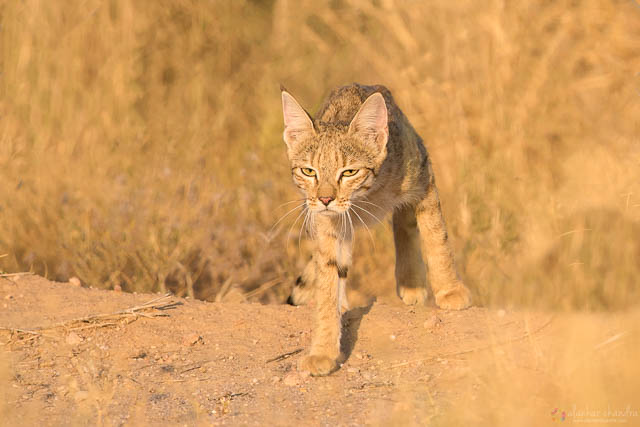 Spotting the desert cat