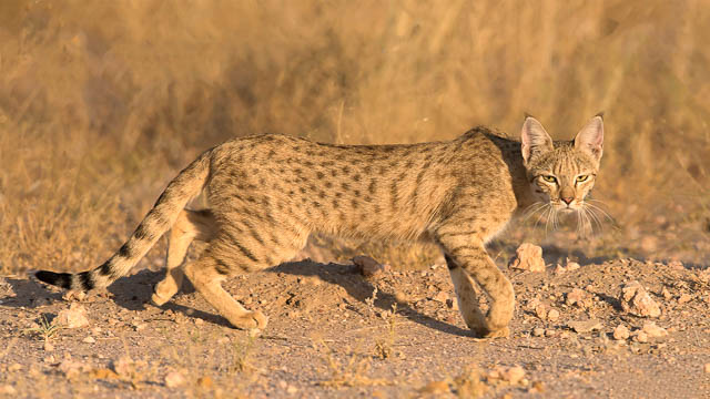 Desert cat in Jaisalmer