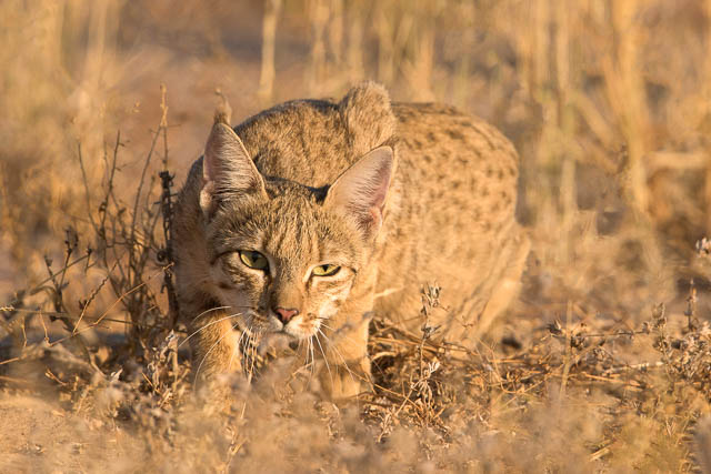 Desert cat stalking