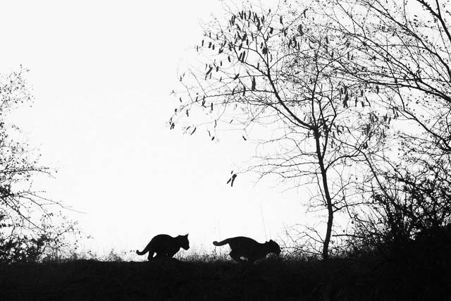 Leopard cubs playing