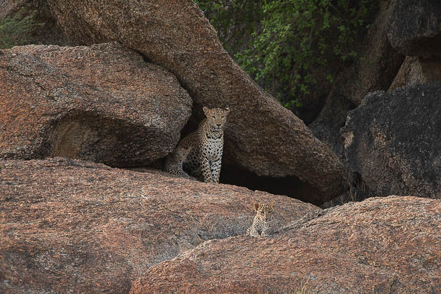 Leopard family in Bera