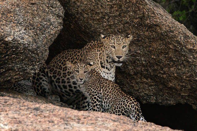 Mother and cub leopard