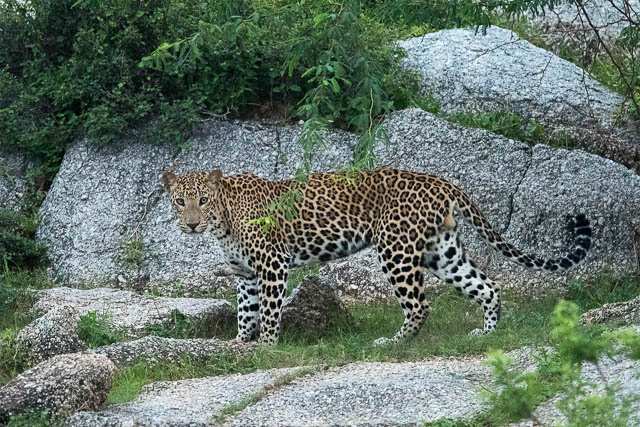 Leopard in jawai hills