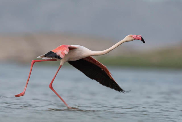 Flamingos in Jawai lake