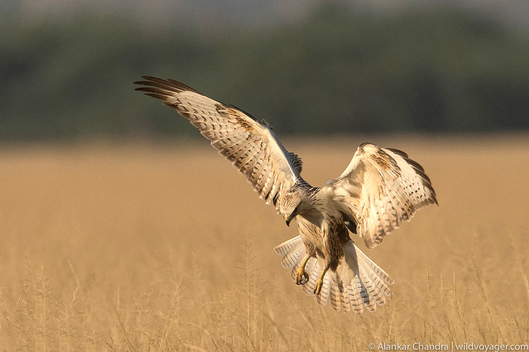Long legged buzzard