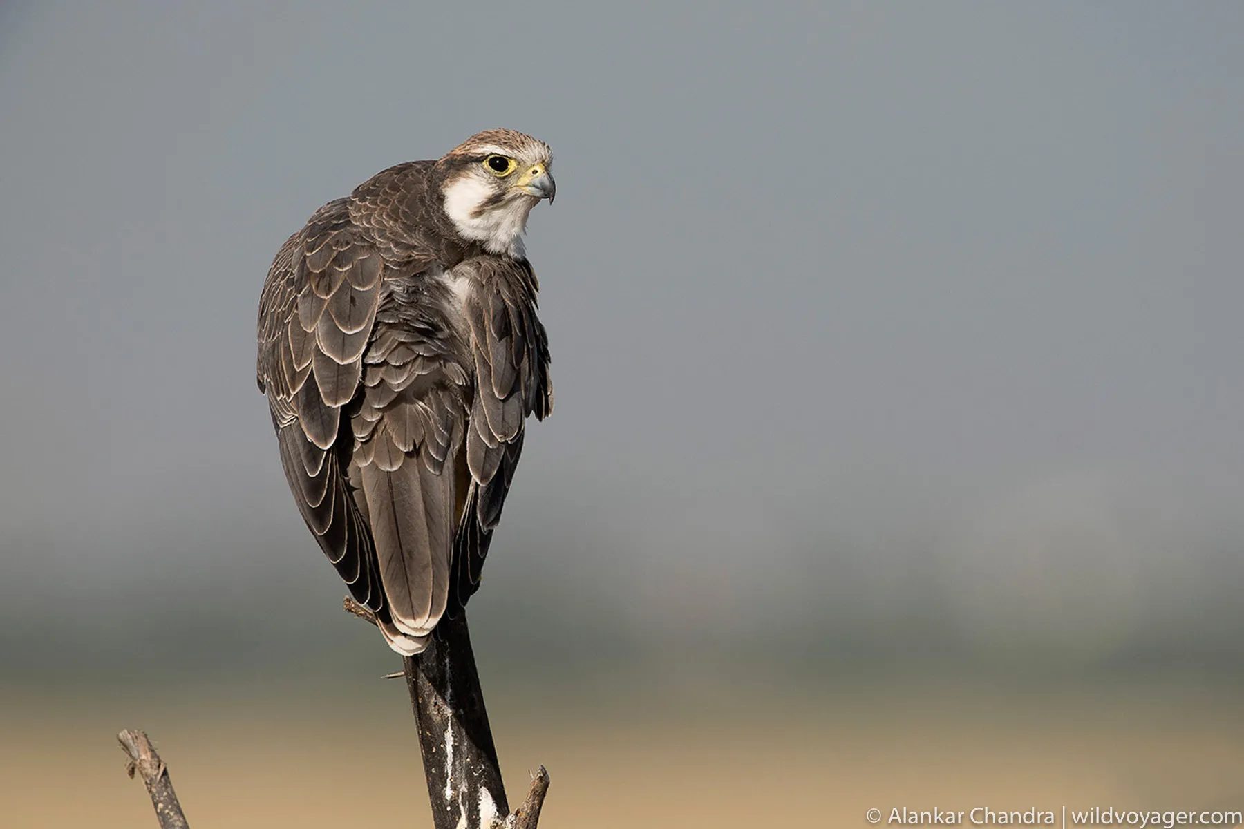 Laggar Falcon