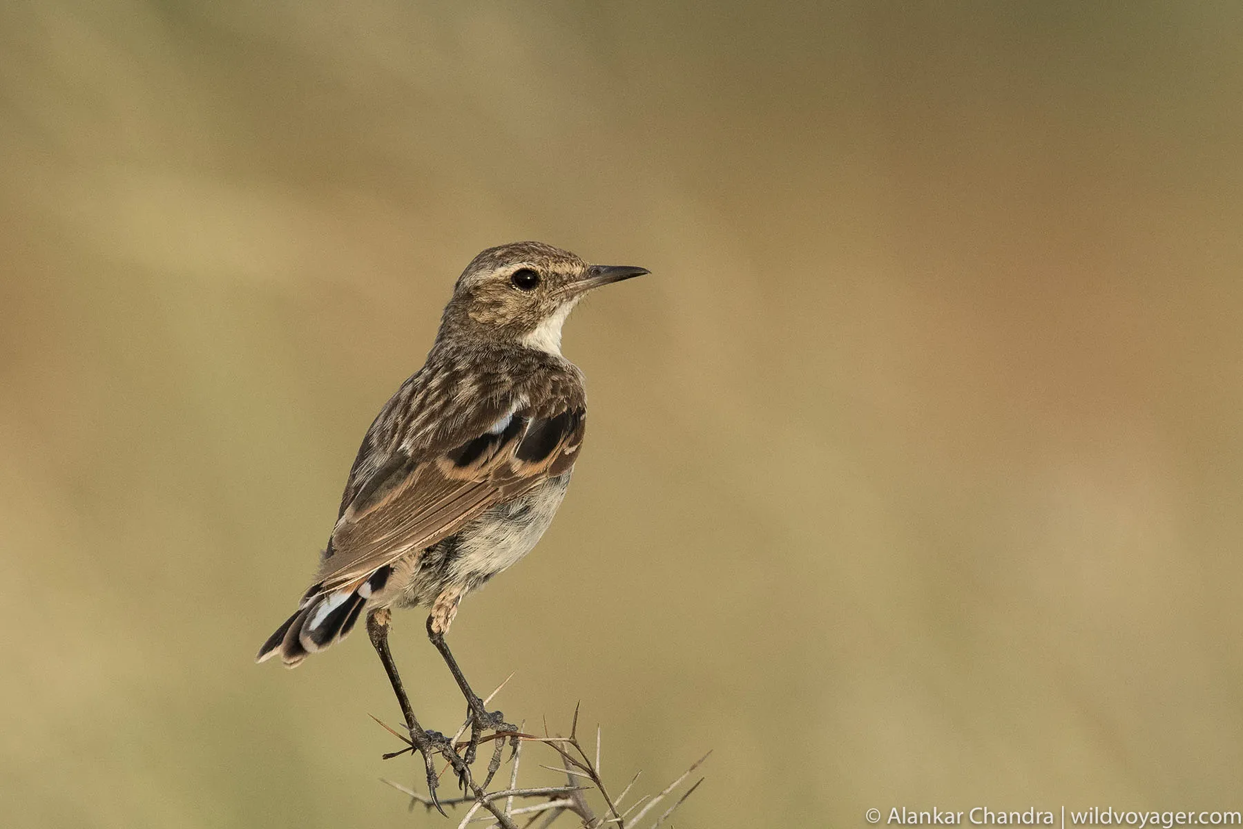 White browed bush chat