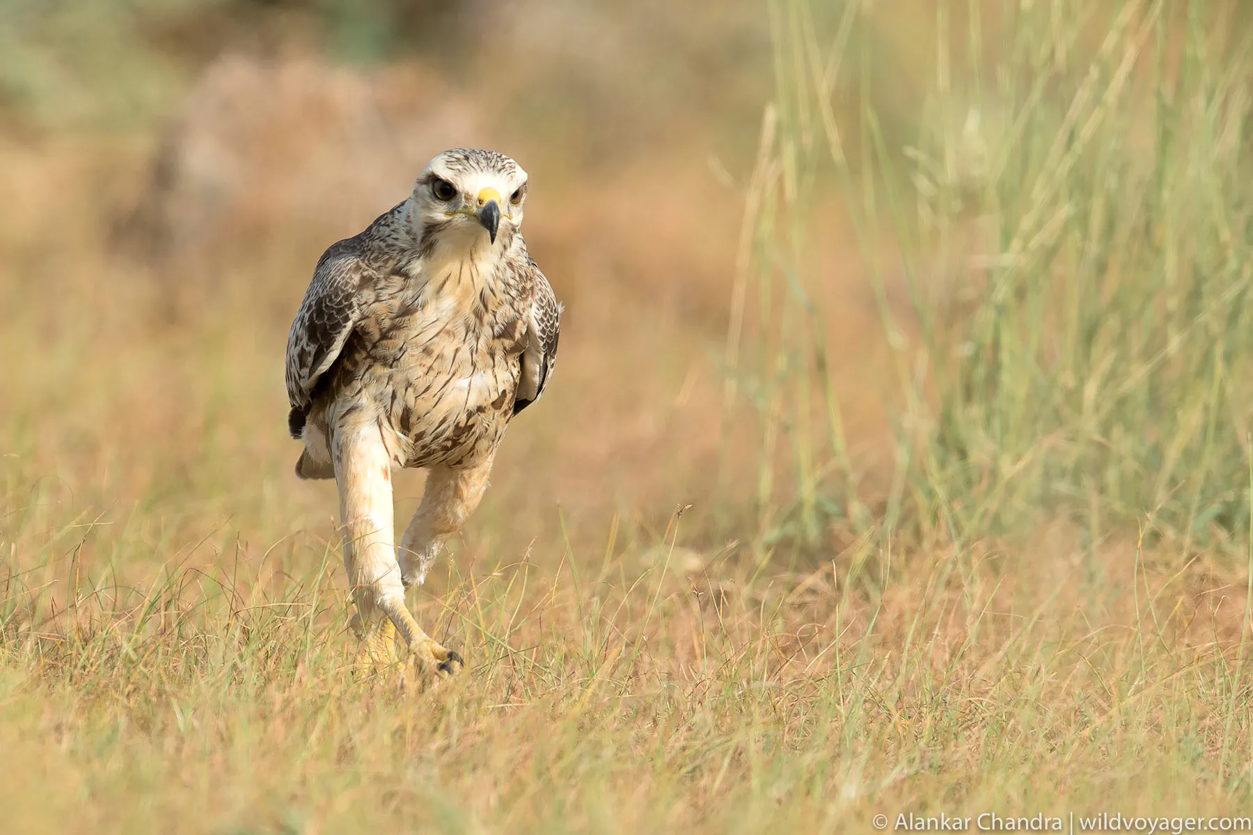 White eyed buzzard