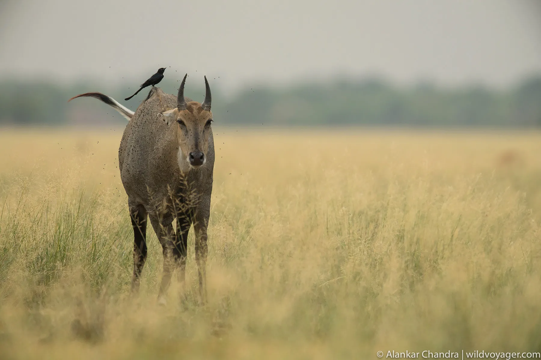Nilgai