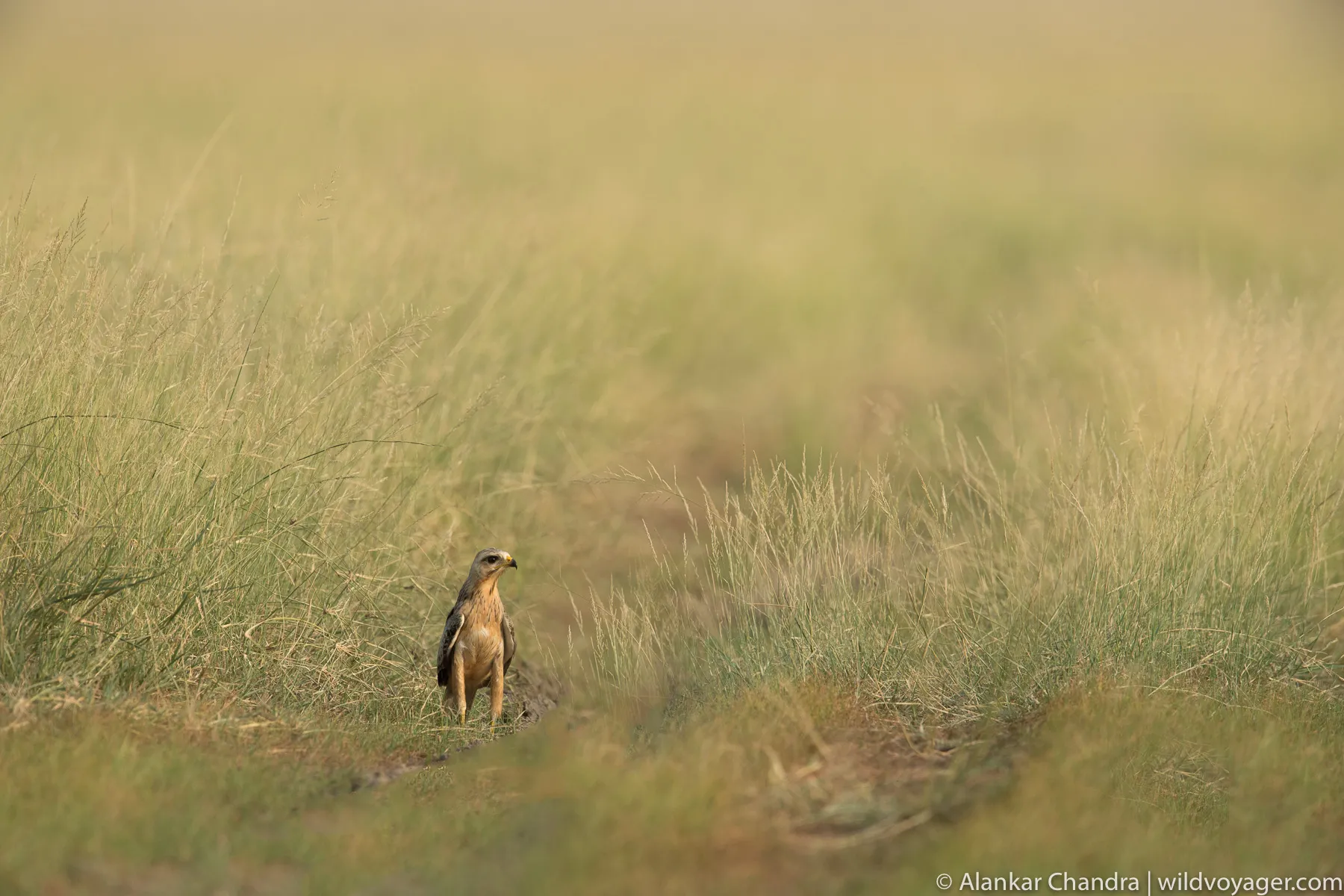 White eyed buzzard
