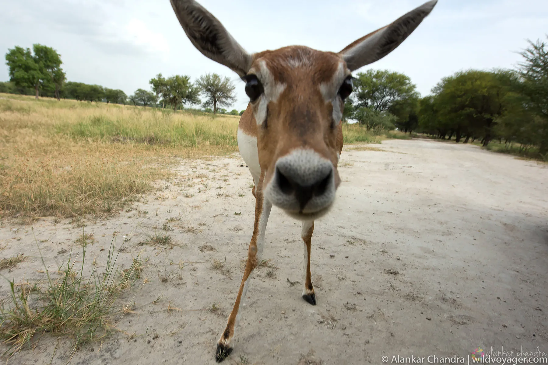 Blackbuck