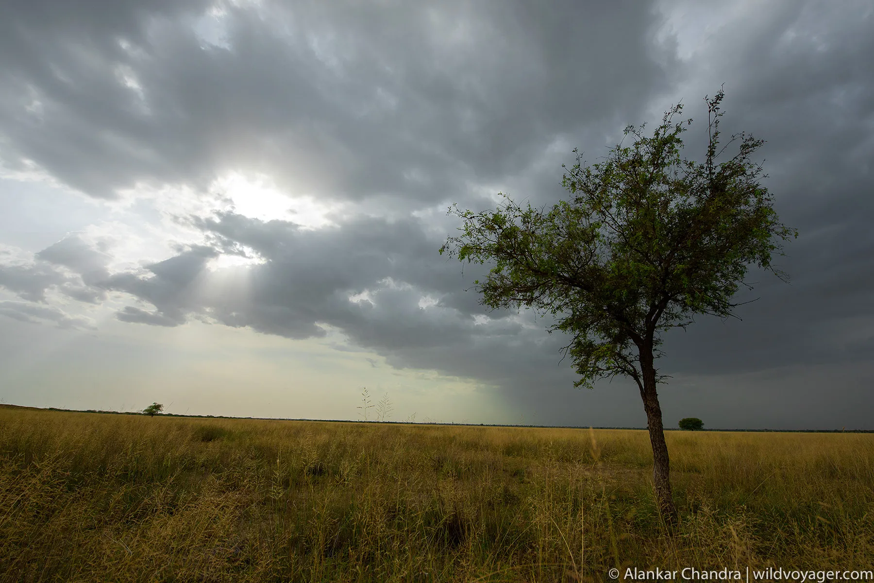 Tal Chhappar Landscape