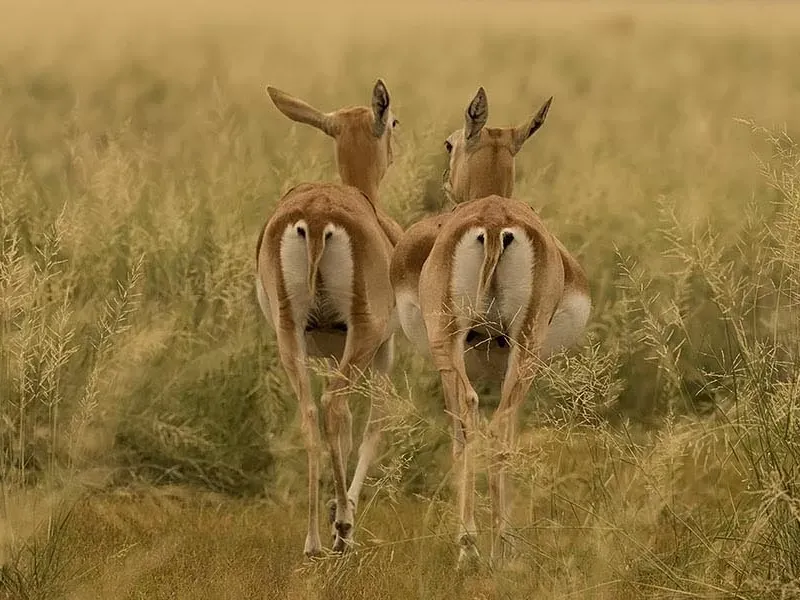 Tal Chhapar Savannah Paradise