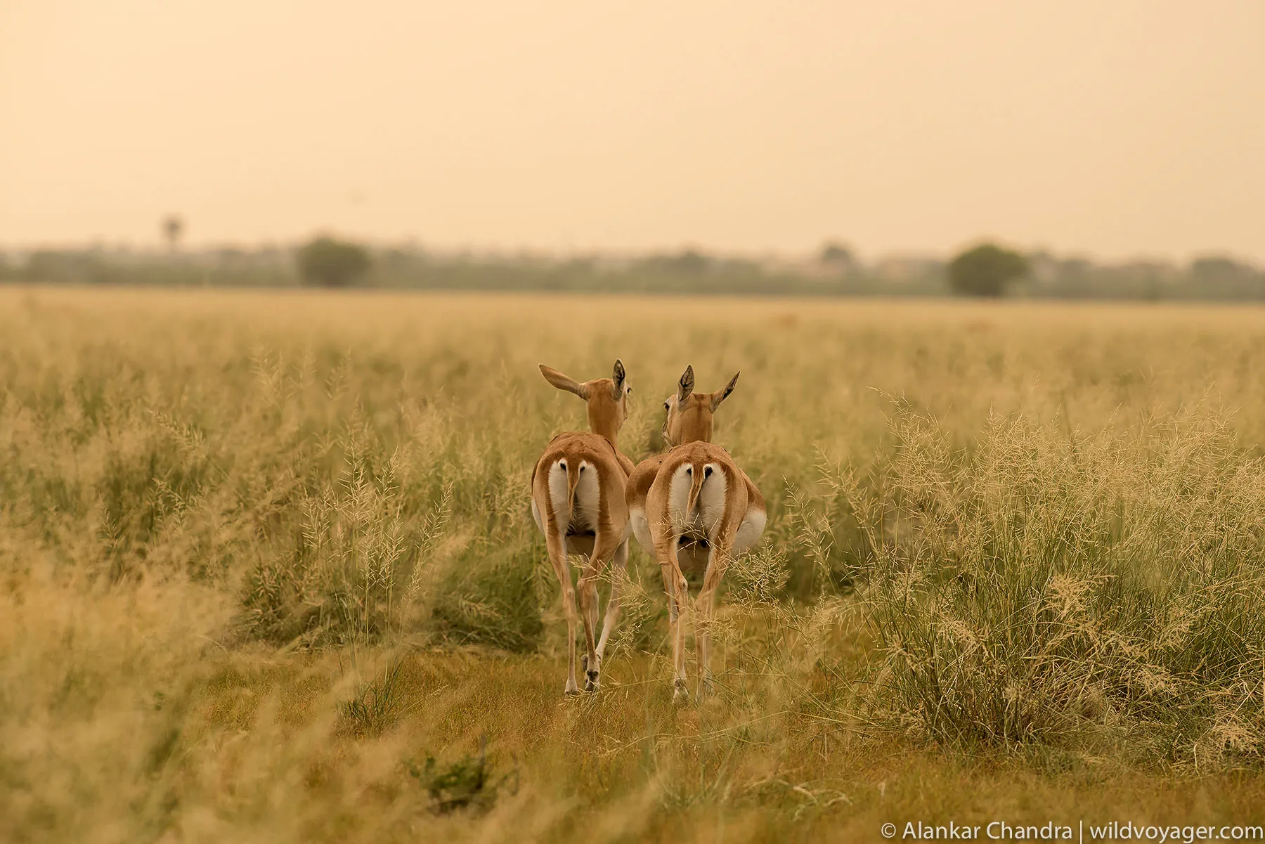 Blackbucks