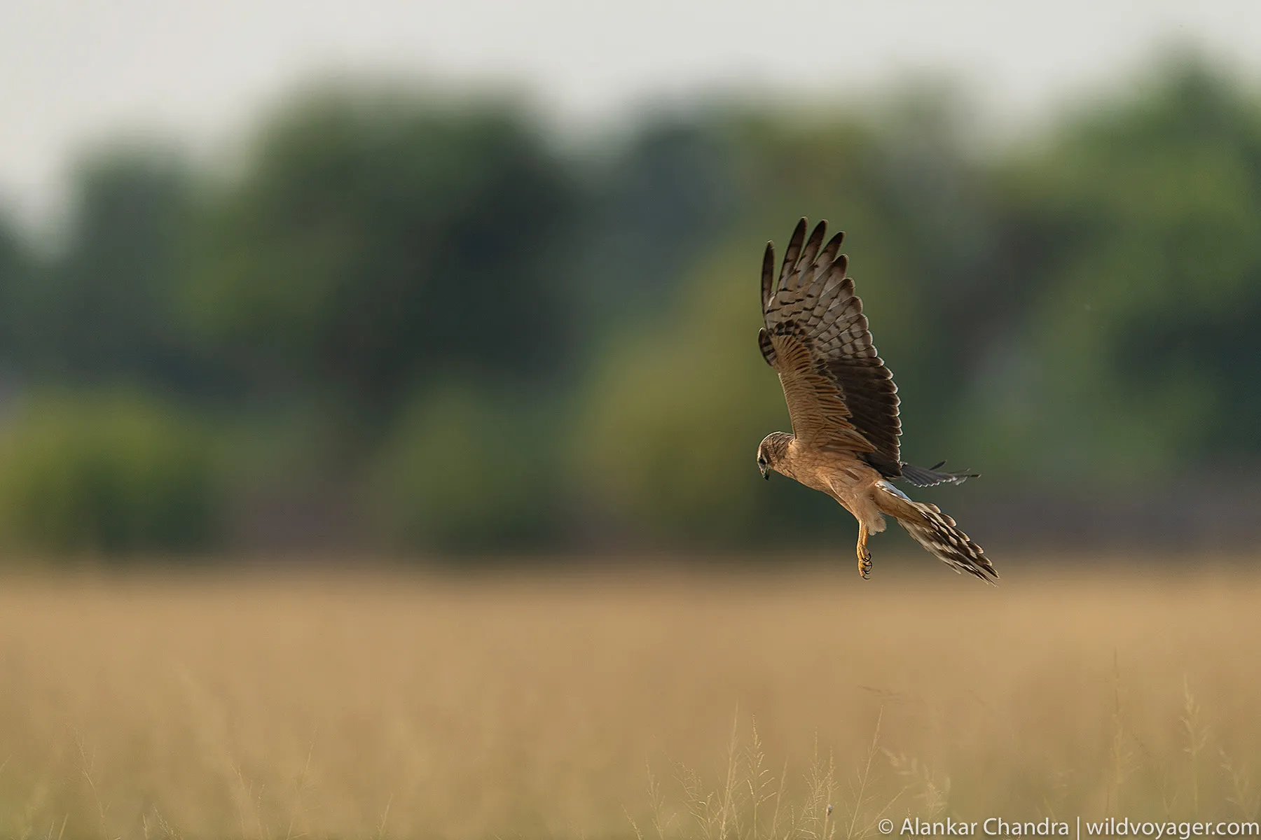 Montagu's Harrier