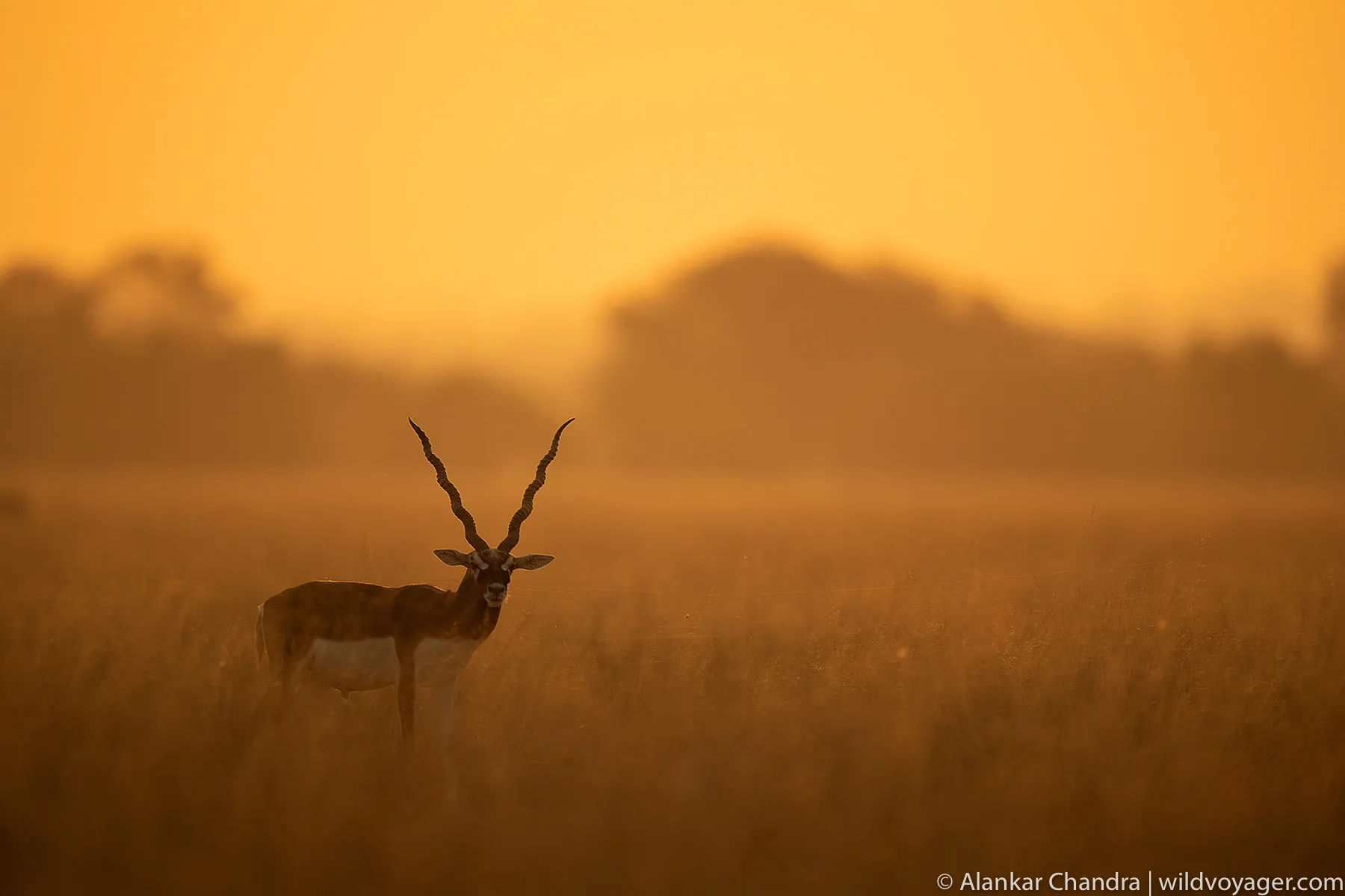 Blackbuck