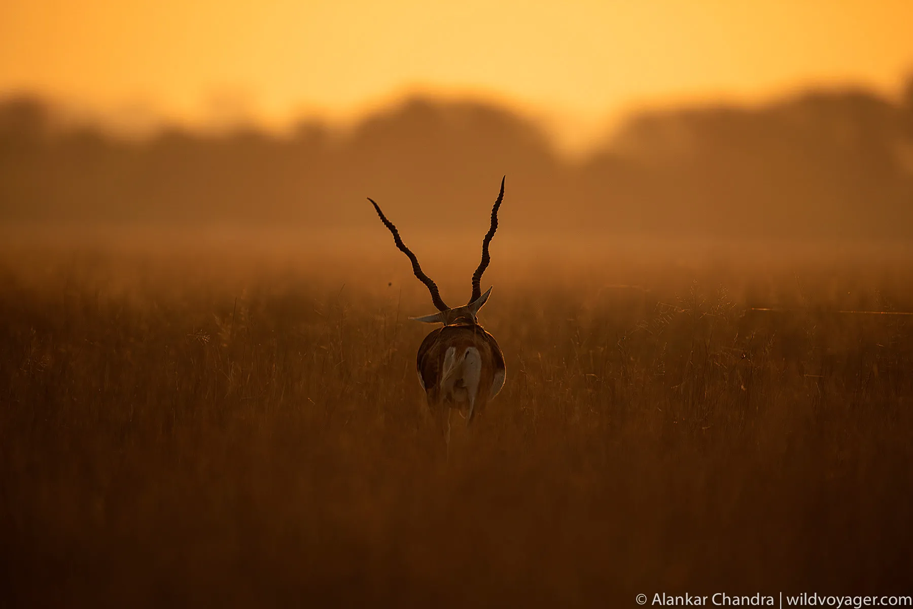 Blackbuck
