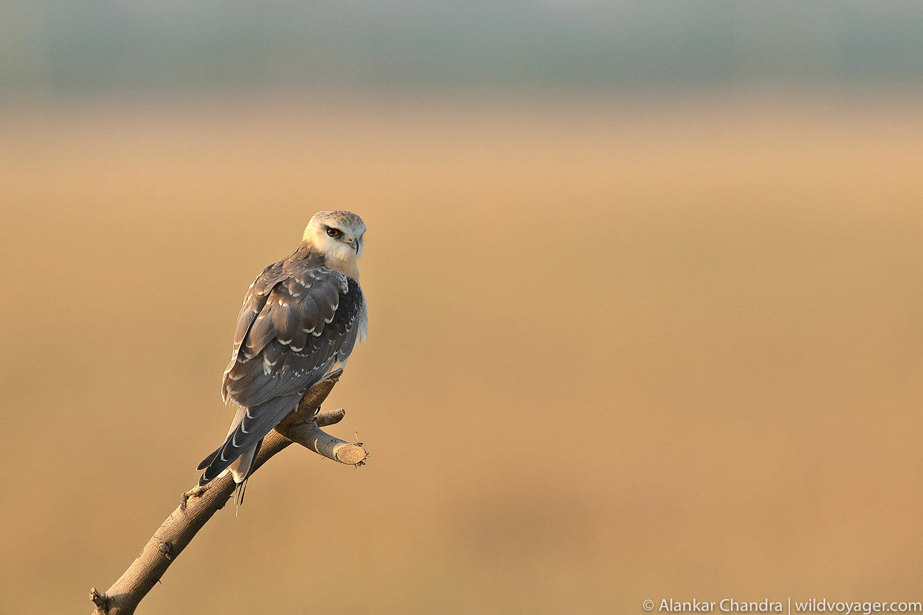 Black winged kite