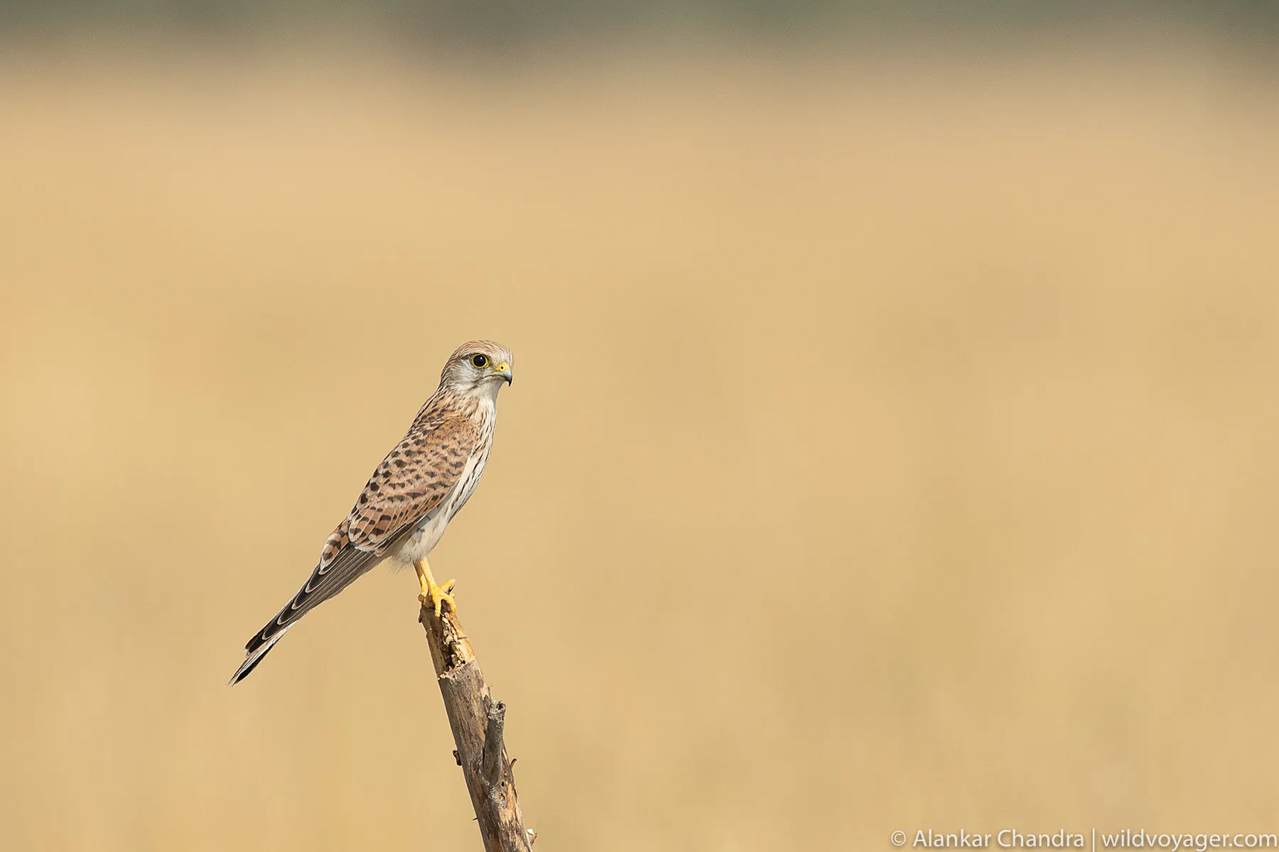 Lesser Kestrel
