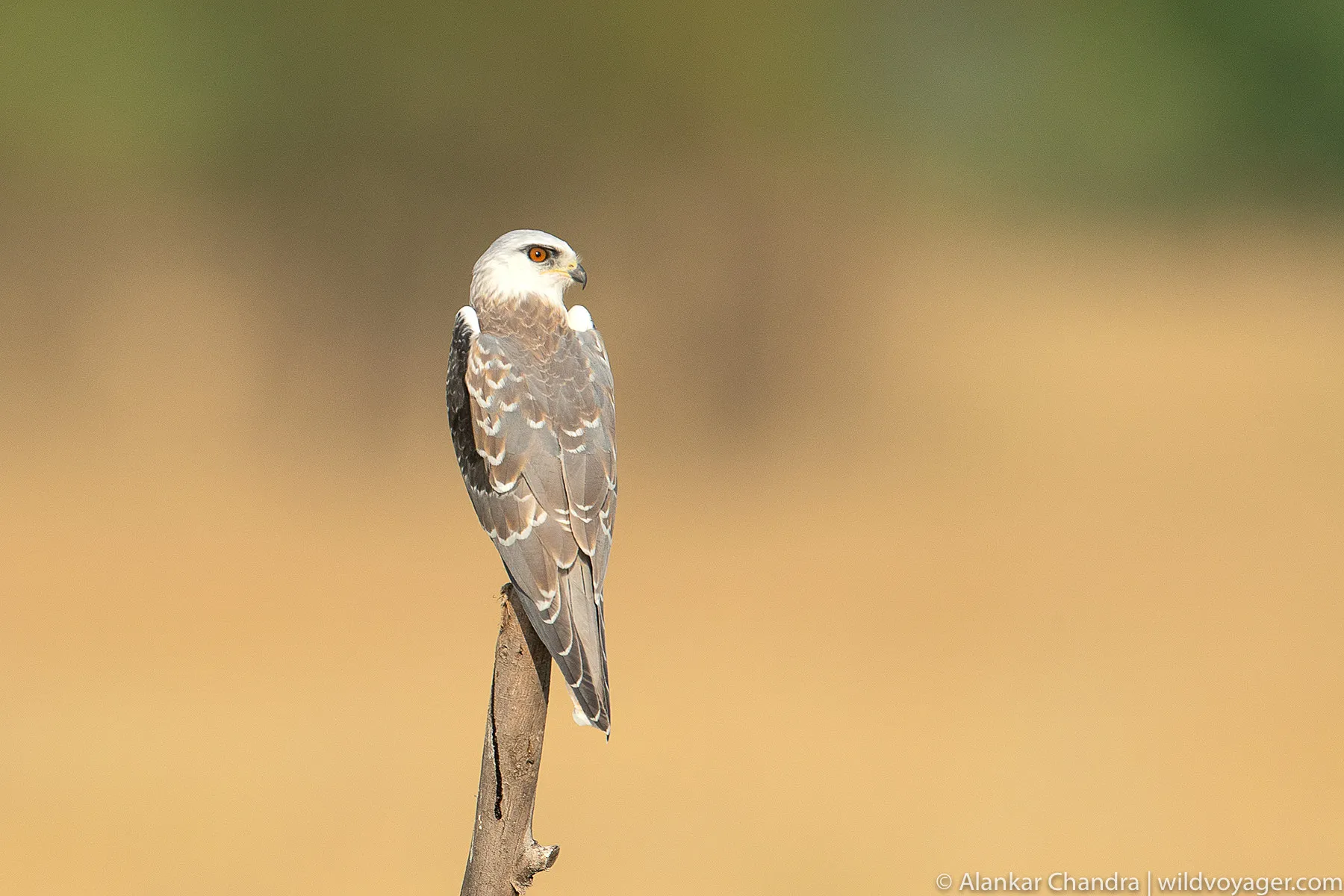 Black winged kite