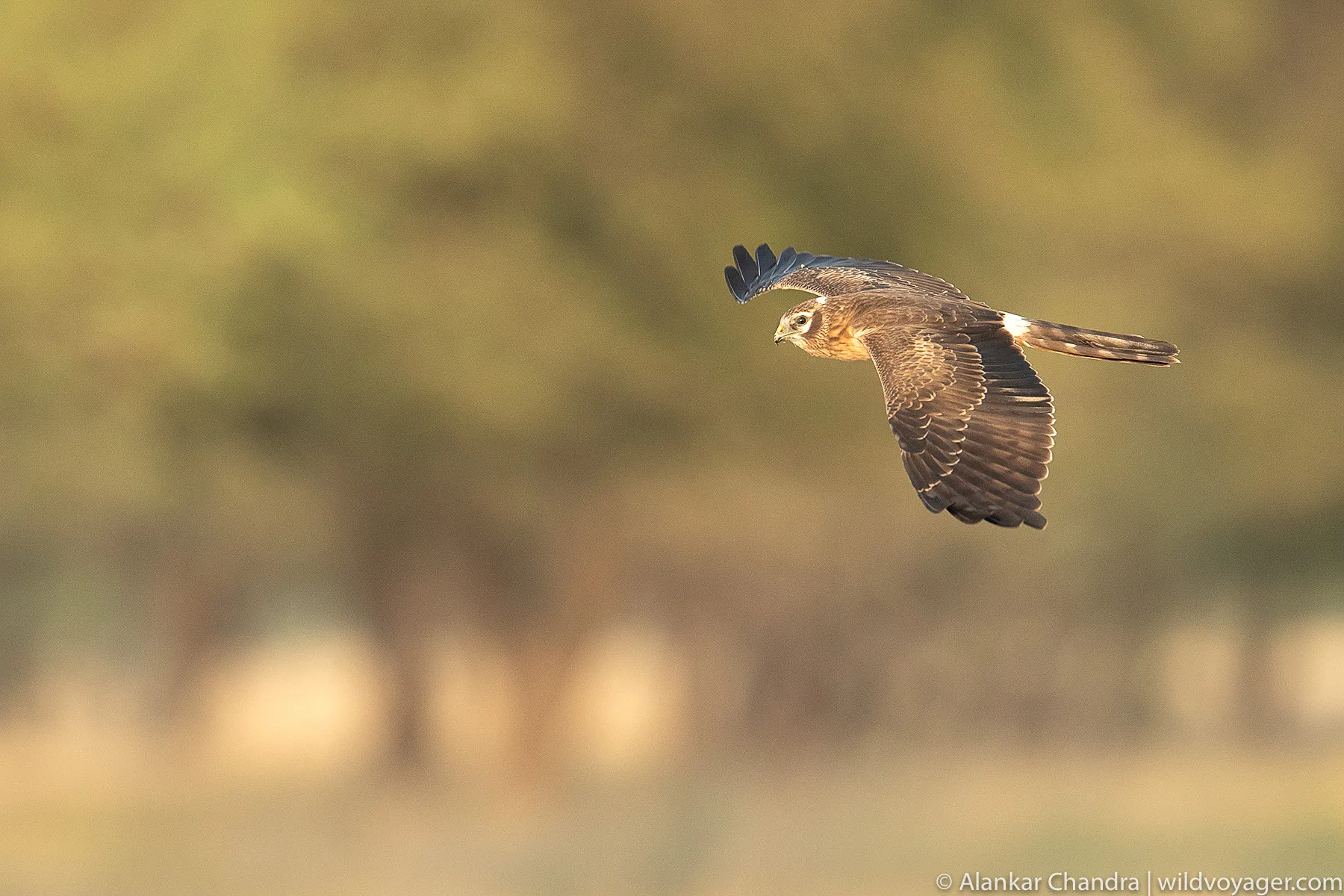 Montagu's Harrier
