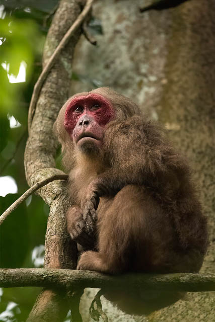 stump tailed macaque