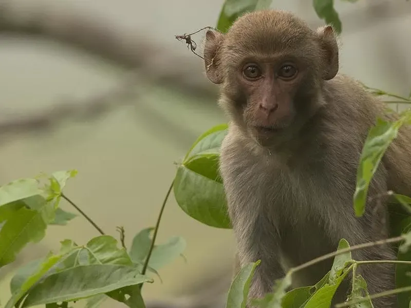 Hoolock Gibbon – On a Monkey hunt