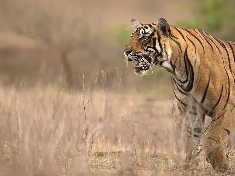 Ranthambhore Tiger Kill – A story in pictures