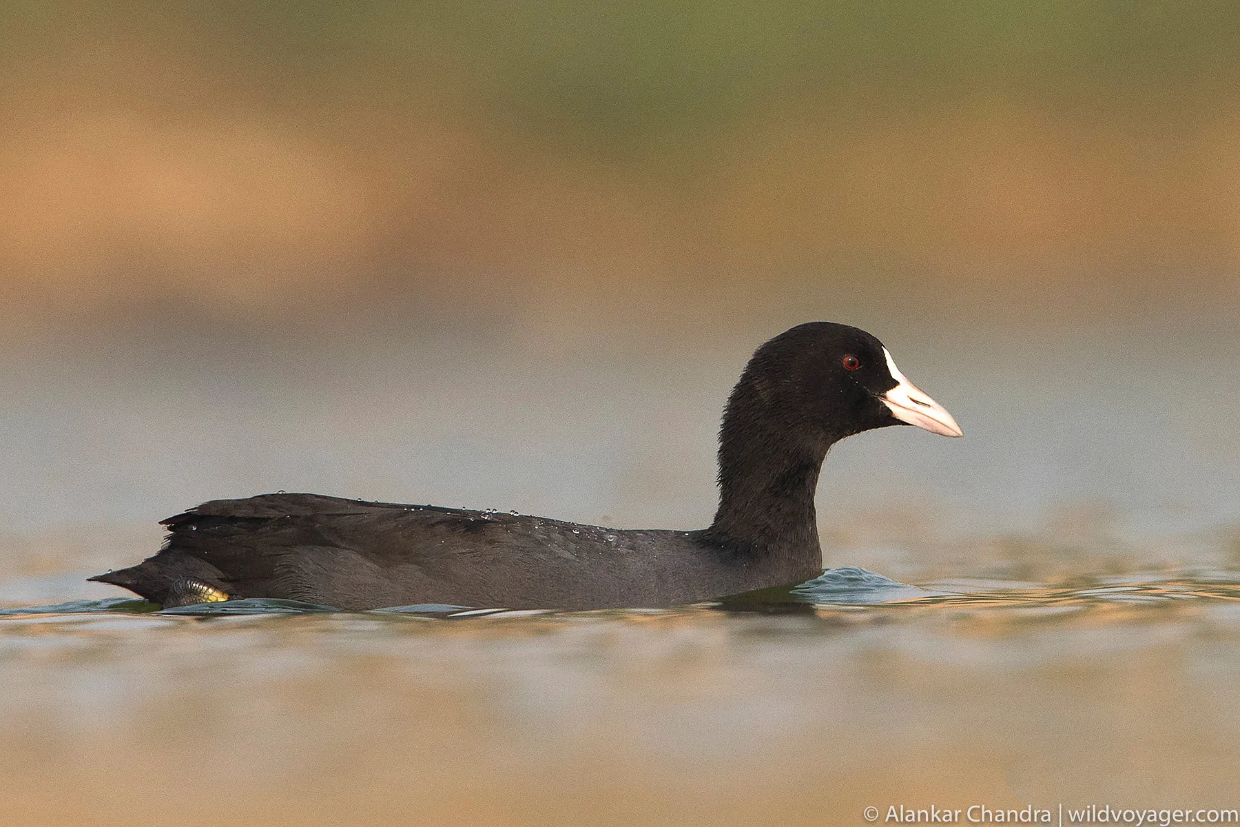 Common coot