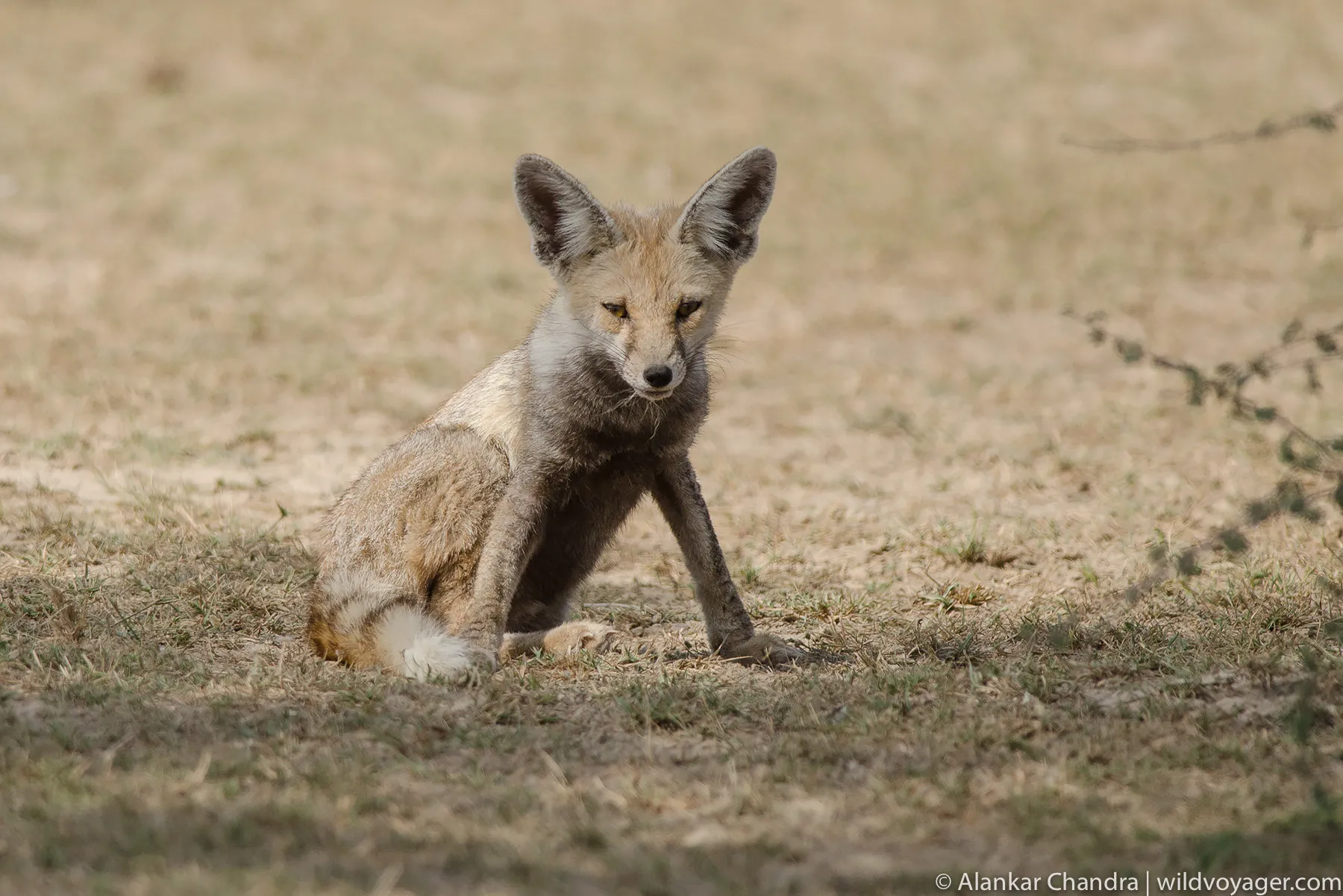 Desert Fox