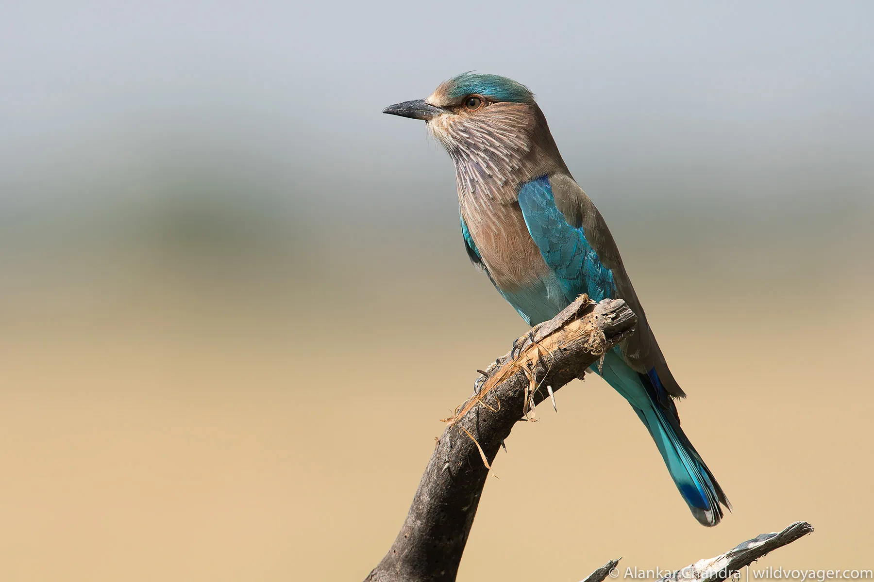 Eurasian Roller